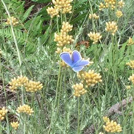 T2 Dans Avec Piscine Semesterbostad Porto-Vecchio (Corsica)