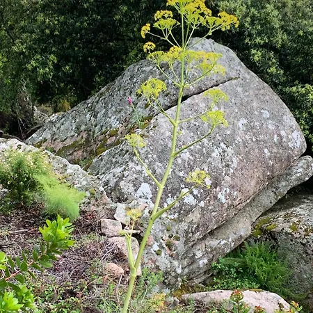 T2 Dans Avec Piscine Porto-Vecchio (Corsica)