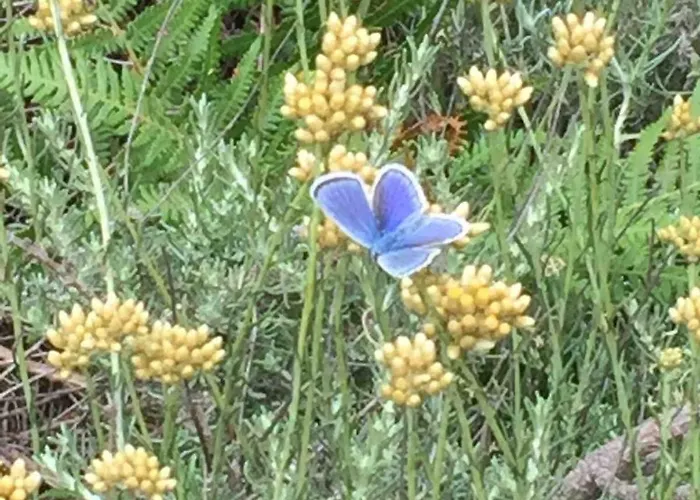 T2 Dans Avec Piscine Nyaraló Porto-Vecchio
