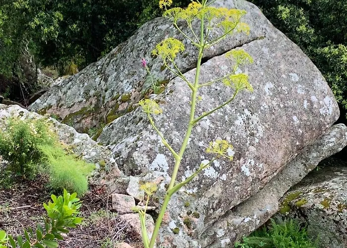 T2 Dans Avec Piscine Porto-Vecchio