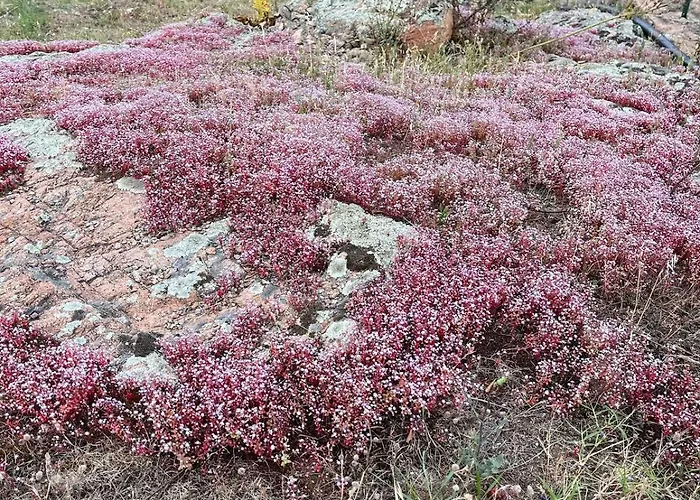 T2 Dans Avec Piscine * Porto-Vecchio